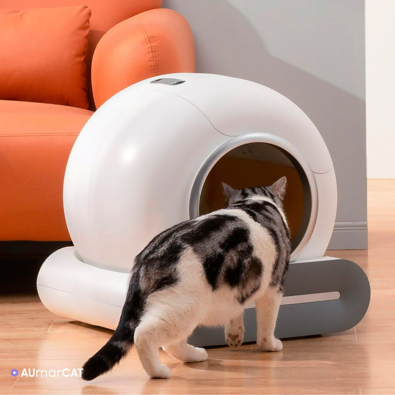 Caixa de Areia Automática para Gatos com Inteligência Artificial