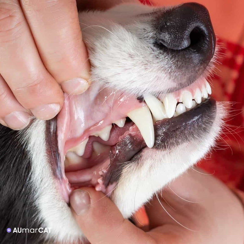 Natural Gel Pen for Pet Tartar Removal, Gel Cleaning